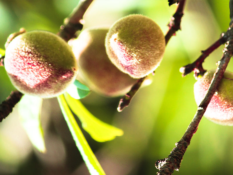 Organic fruit in nature friendly resort at Munnar
