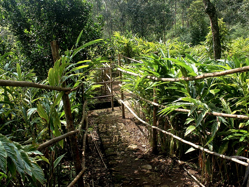 Walkway - cardamom plantation at Munnar